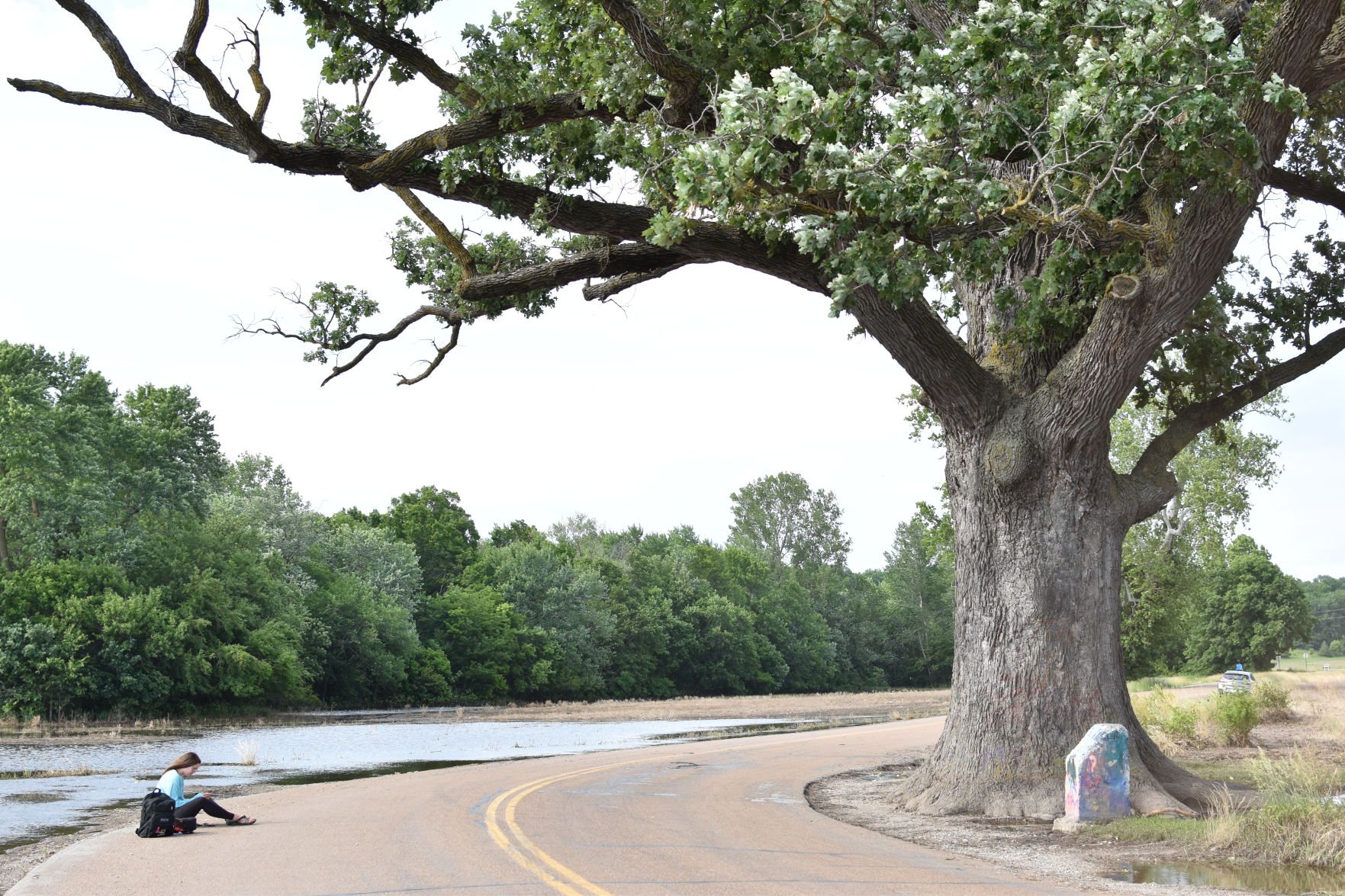 Big Tree